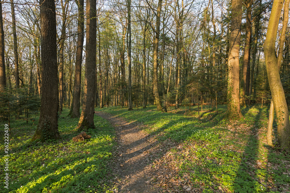 The oak forest in the early spring is lined with the first greenery and flowers. Oak trees forest on sunny spring day The oak forest in the early spring is lined with the first greenery and flowers. Oak trees forest on sunny spring day