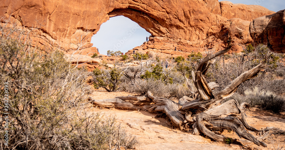 Dry vegetation at Arches National Park in the desert of Utah - travel photography Dry vegetation at Arches National Park in the desert of Utah - travel photography