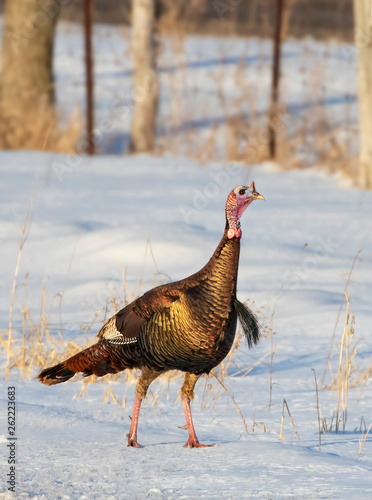 Eastern Wild Turkey Meleagris gallopavo closeup strutting along a country road in the snow in Canada