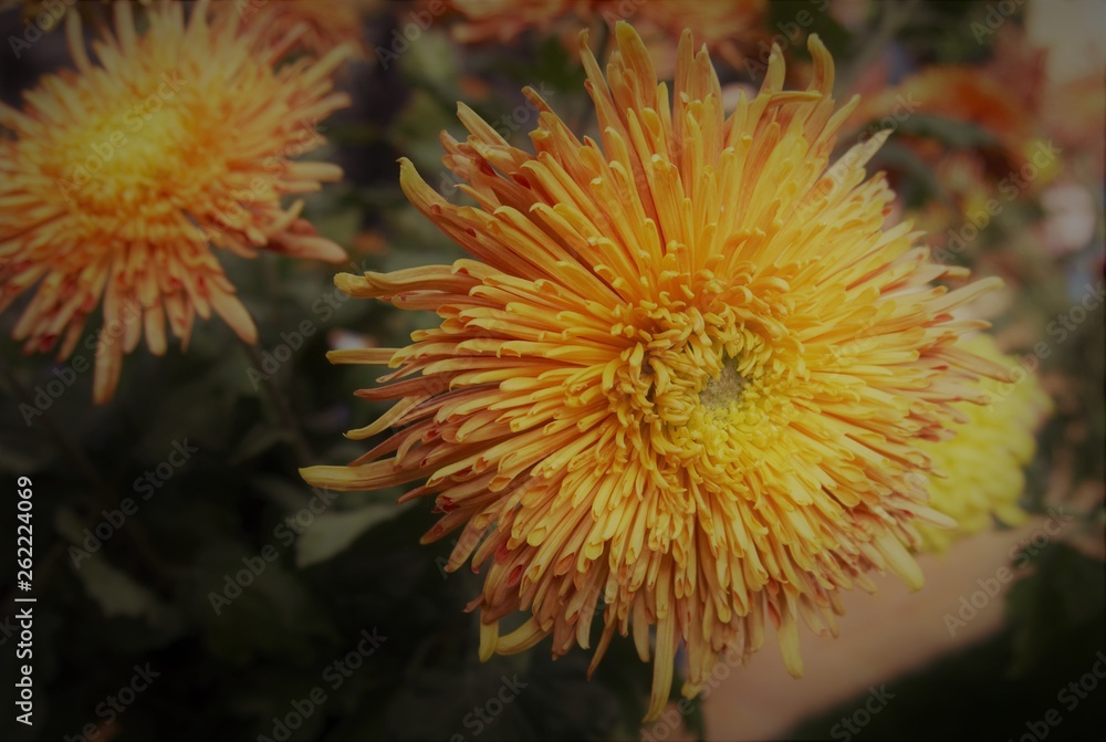 yellow flower yellow flower