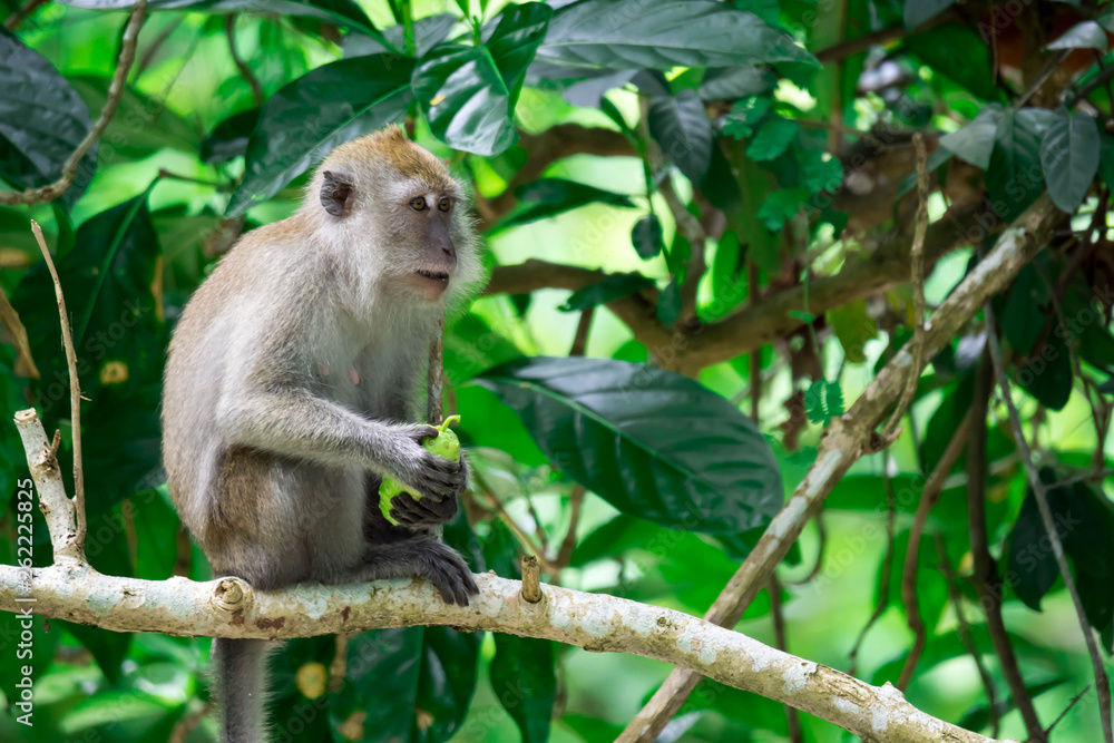 An adult macaque while seating and eating fruits in a forest in Singapore