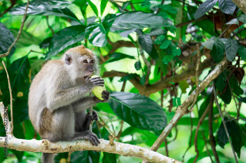 An adult macaque while seating and eating fruits in a forest in Singapore