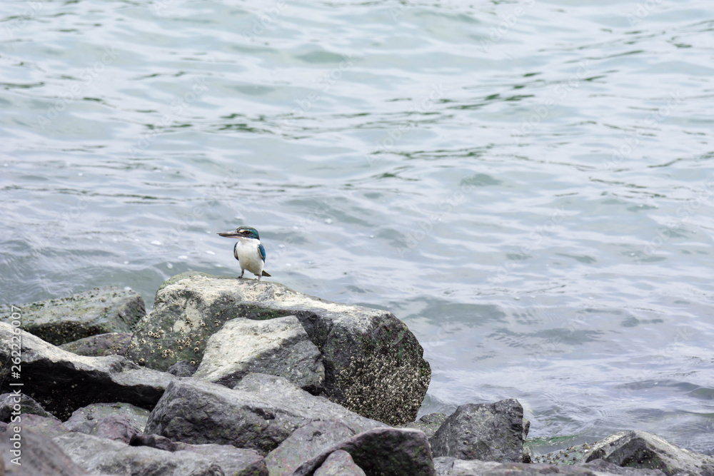 Beautiful kingfisher while resting near a beach on top of rocks