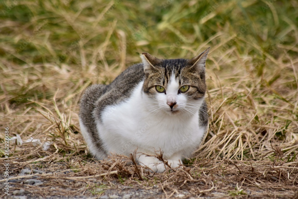 さくらねこ～Sakura cats.