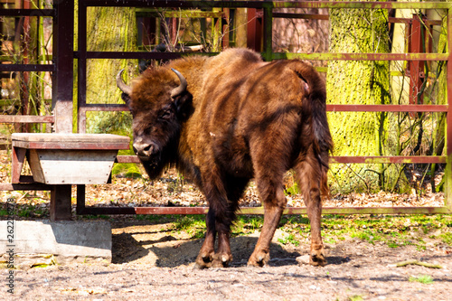 Wild european bisons or wisent (Bison bonasus) in the forest reserve, Pszczyna Jankowice, Poland photo