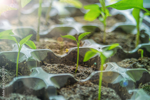 The young green sprouts in jars