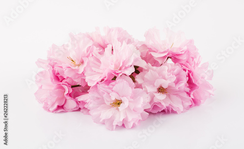 Spring cherry blossoms on white background