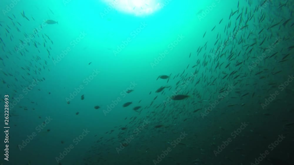 Sardines fish underwater on coral reef Sardines fish underwater on coral reef