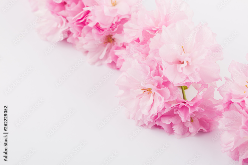 Spring cherry blossoms on white background Spring cherry blossoms on white background