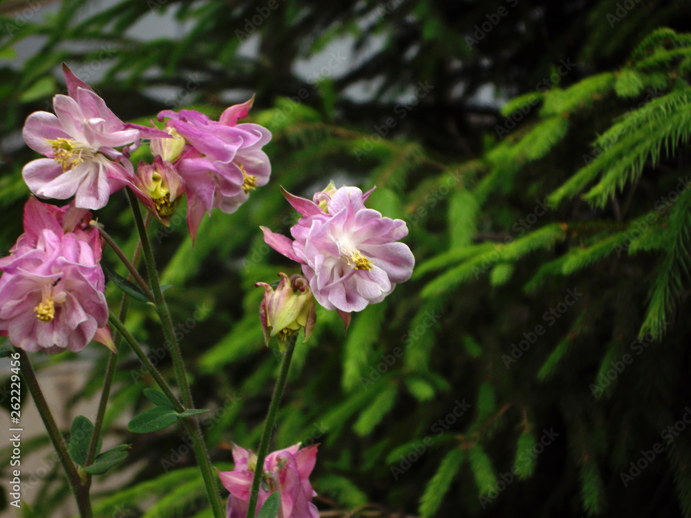 pink flower 