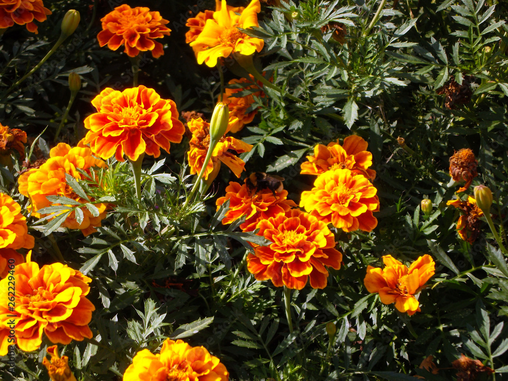 bee at work bee at work