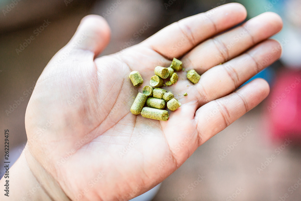 Pellets hops on my hand for home brewing, thai Craft Beer. Pellets hops on my hand for home brewing, thai Craft Beer.