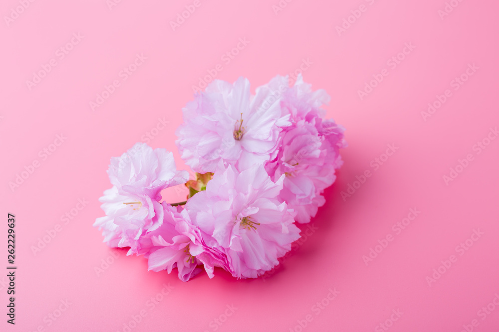 Spring cherry blossoms on pink background.
