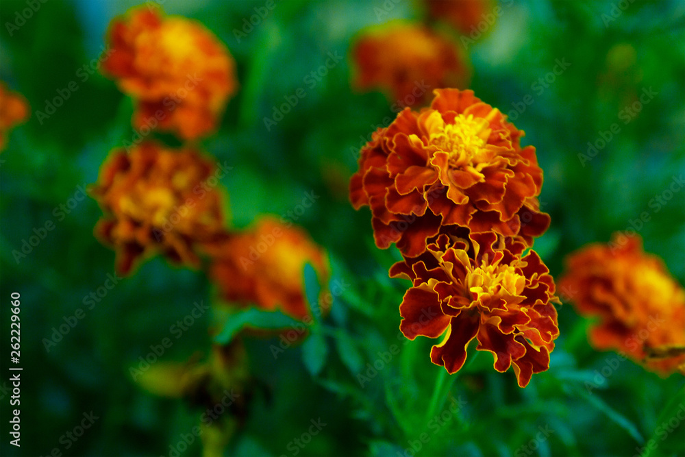 Beautiful Marigold flower in the garden in sunny day close up. Magrigold background or postcard. Beautiful Marigold flower in the garden in sunny day close up. Magrigold background or postcard.