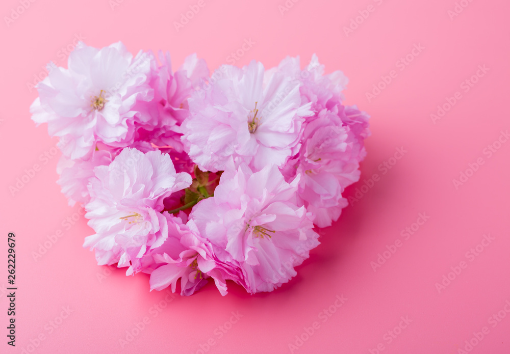 Spring cherry blossoms on pink background.