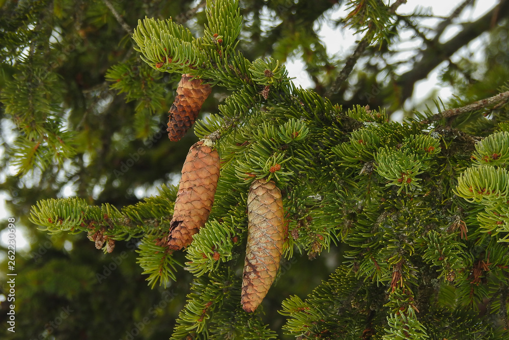 Semi Di Abete Rosso Picea Abies – Piantine Di Alta Qualità Per Giardino Indoor E Outdoor, Tasso Di Germinazione Garantito