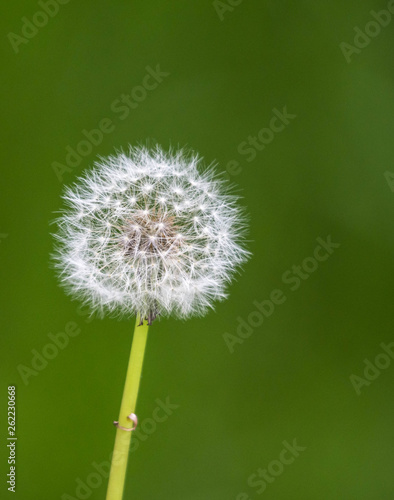 Dandelion grass flower close up and macro isolated photo. 