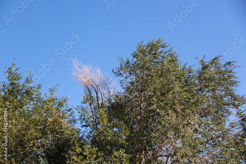 tree in the sky