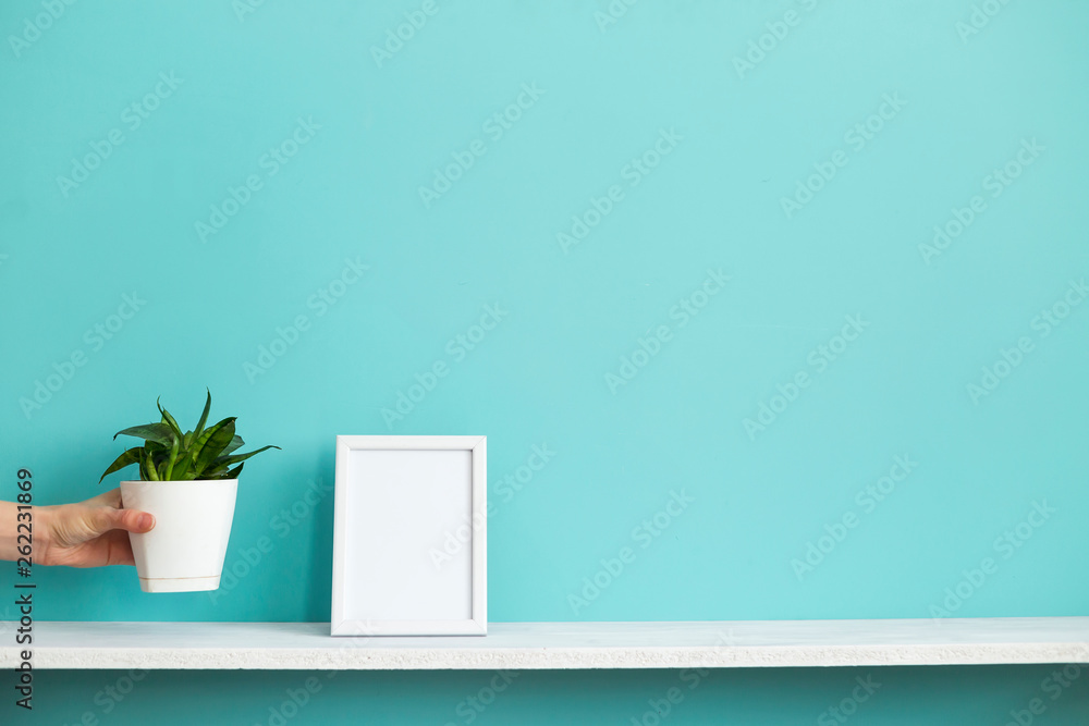 Modern room decoration with Picture frame mockup. White shelf against pastel turquoise wall with hand putting down potted snake plant. Modern room decoration with Picture frame mockup. White shelf against pastel turquoise wall with hand putting down potted snake plant.