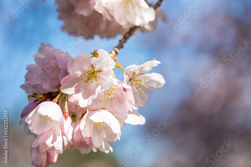 Close-up of Japanese cherry blossoms in springtime blooming on branch in selective focus with blurred blue sky background and more blossoms in background