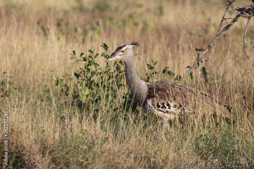 Riesentrappe / Kori bustard / Andreotis kori. photo