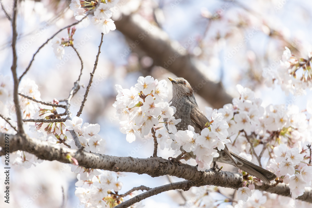 桜とヒヨドリ