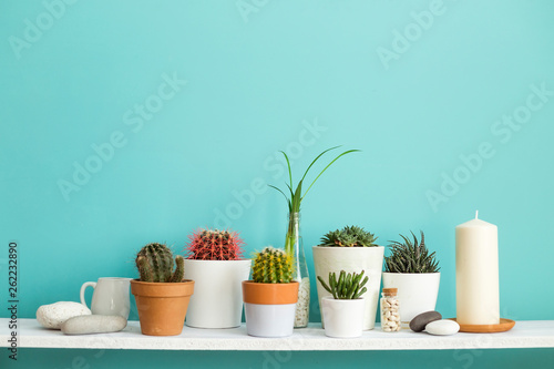Modern room decoration with Picture frame mockup. White shelf against pastel turquoise wall with Collection of various cactus and succulent plants in different pots.