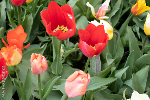 beautiful and colorful tulips in the park