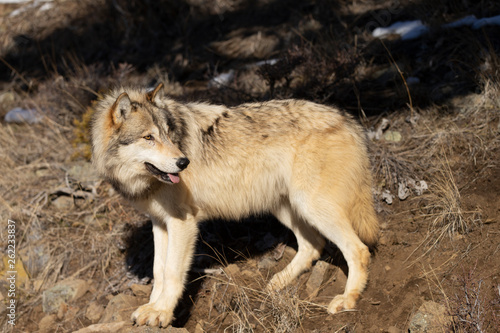 North American Grey Wolf