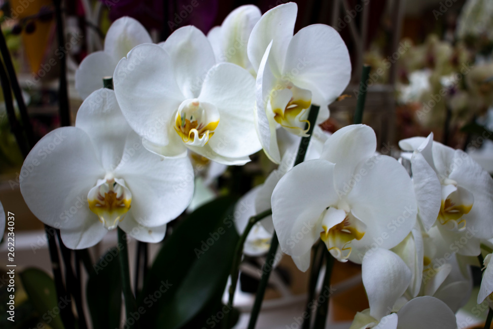 Obraz premium beautiful orchid in the garden