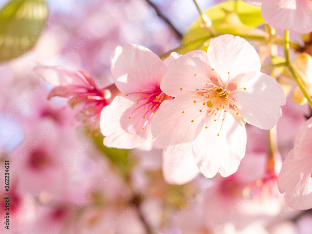 Obraz premium 春桜