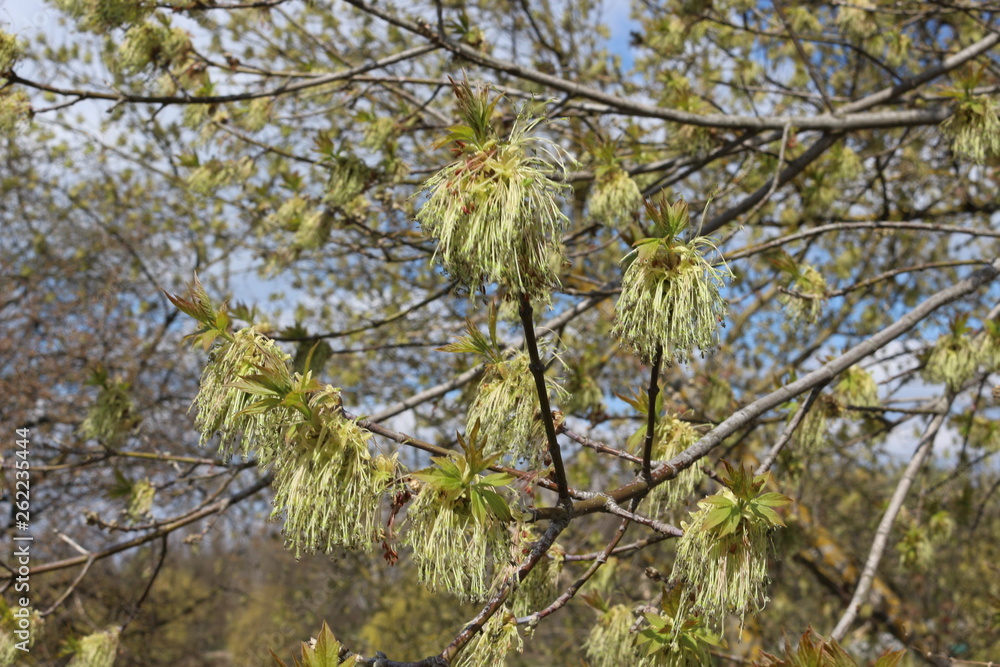 Spring flowering maple Spring flowering maple
