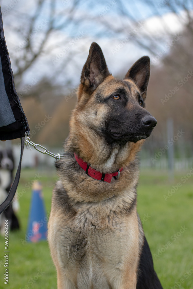 German shepherd German shepherd