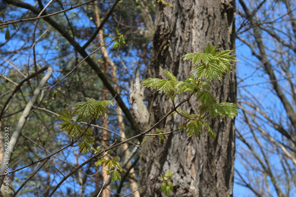 Fototapeta premium Young leaves appeared on the maple in spring