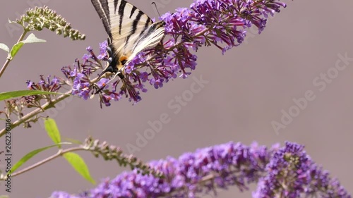 Papilio machaon is a big butterfly of the family Papilionidae.  photo