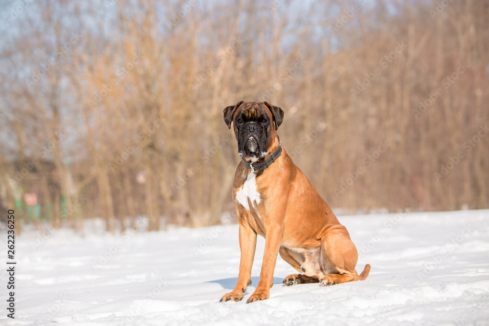 Dog breed boxer in the winter forest