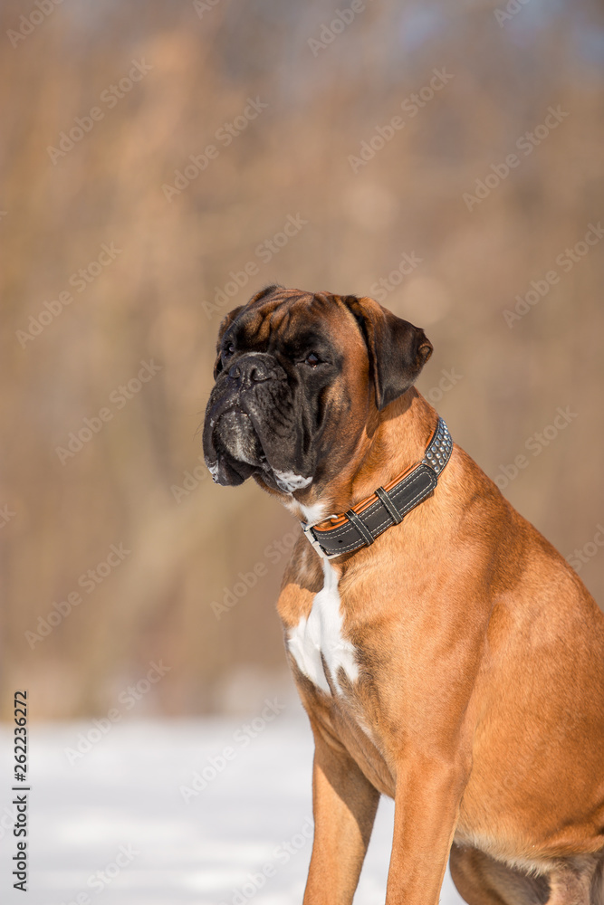 Dog breed boxer in the winter forest