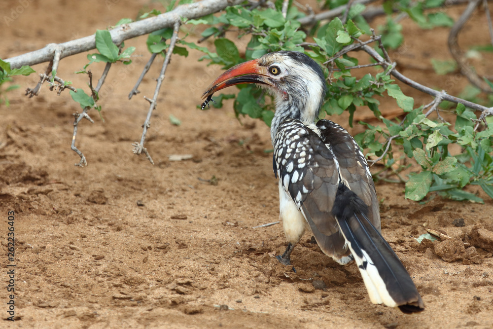 Obraz premium Rotschnabeltoko / Red-billed hornbill / Tockus erythrorhynchus