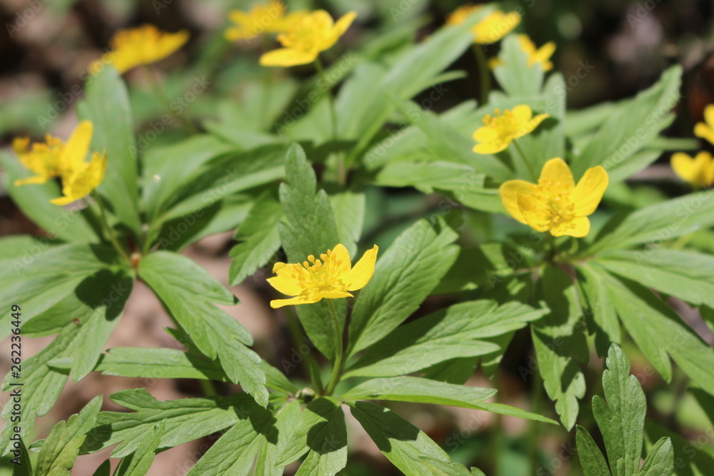 Yellow buttercups bloomed in the forest in spring on a sunny day Yellow buttercups bloomed in the forest in spring on a sunny day