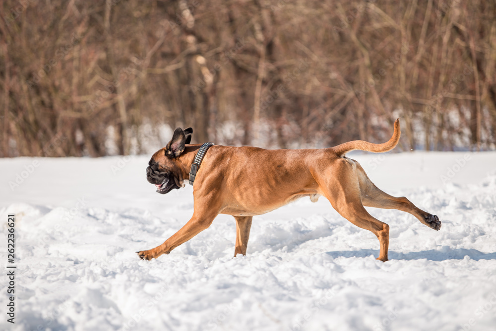 Dog breed boxer in the winter forest Dog breed boxer in the winter forest