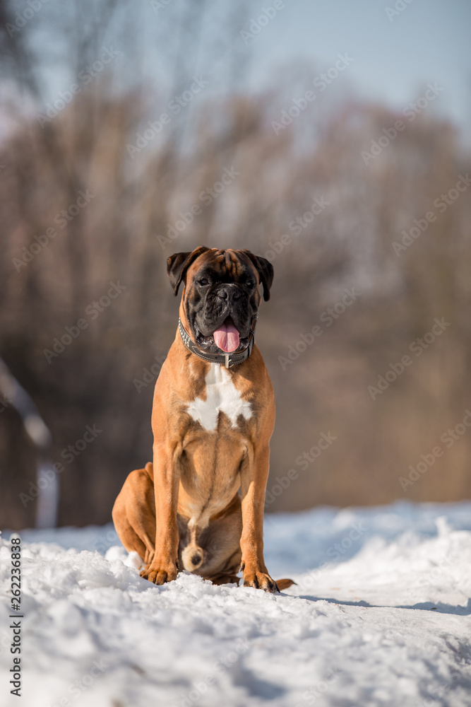 Dog breed boxer in the winter forest