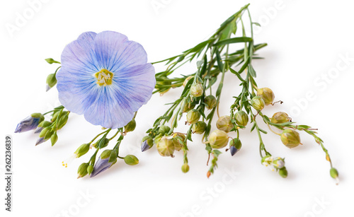 Flower and capsules with seed flax (Linum usitatissimum) common names common flax or linseed on a white background with space for text.