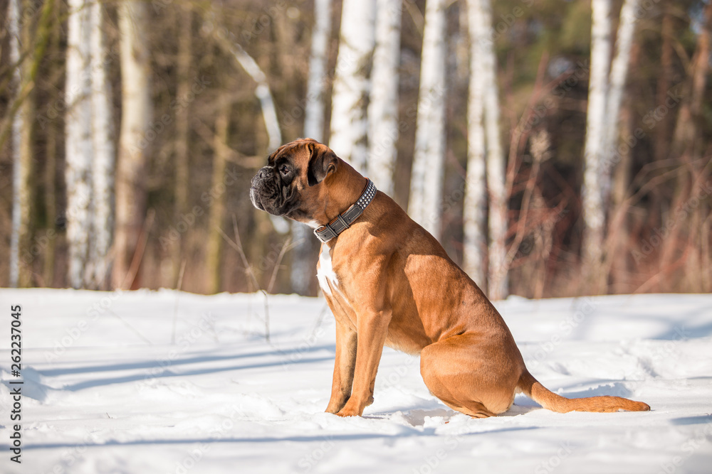 Dog breed boxer in the winter forest Dog breed boxer in the winter forest