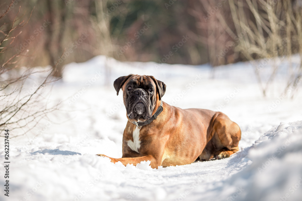 Dog breed boxer in the winter forest