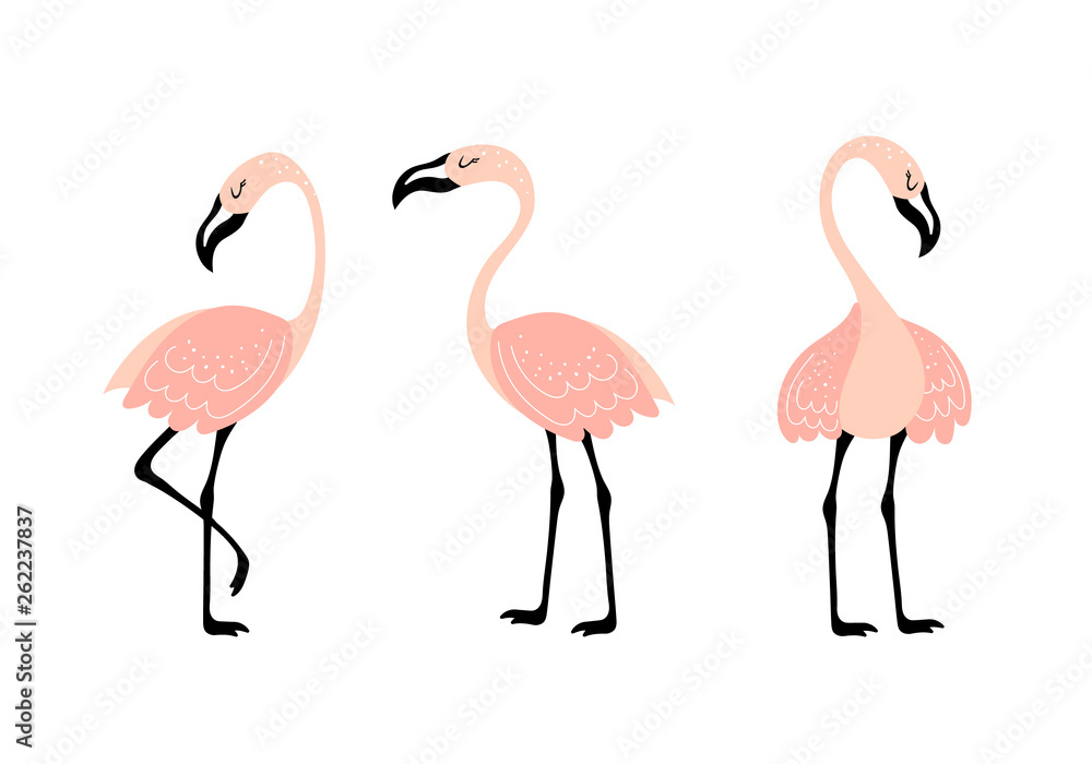 Fototapeta premium Vector set with three pink flamingos