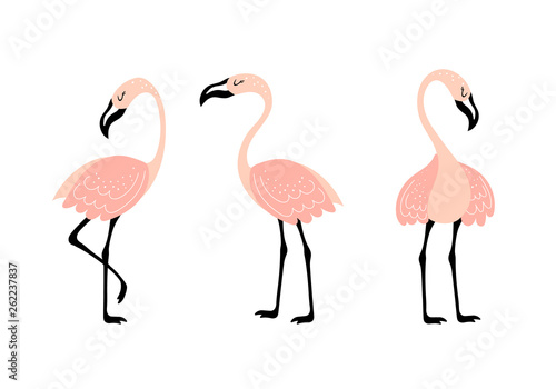 Vector set with three pink flamingos
