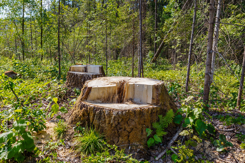 stumps in the forest, remnants of felled tree, deforestation