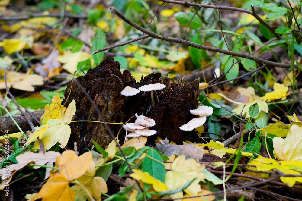 autumn leaves in the park autumn leaves in the park