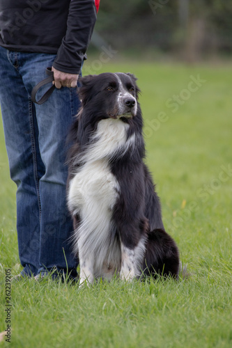 Border collie