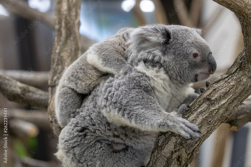 Naklejka premium コアラ